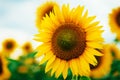 Summer sunflower field. Field of sunflowers with blue sky. A sunflower field at sunset. Royalty Free Stock Photo