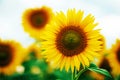 Summer sunflower field. Field of sunflowers with blue sky. A sunflower field at sunset. Royalty Free Stock Photo