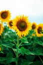 Summer sunflower field. Field of sunflowers with blue sky. A sunflower field at sunset. Royalty Free Stock Photo