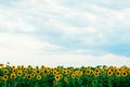 Summer sunflower field. Field of sunflowers with blue sky. A sunflower field at sunset. Royalty Free Stock Photo