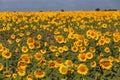 Summer sunflower field scene Royalty Free Stock Photo