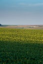 Summer sunflower field scene Royalty Free Stock Photo