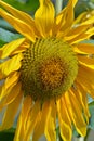 Single summer sunflower Royalty Free Stock Photo