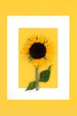 Summer Sunflower Sunshine Background Border Frame Royalty Free Stock Photo