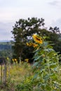 Summer Sunflowers - Appalachian Mountains - West Virginia