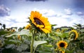Summer sunflowers in bloom in the USA