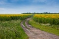 Summer sunflowers field with a dirt road