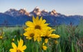 Summer Sunflowers