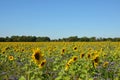 summer sunflowers, blu sky