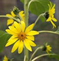 Summer Sunflowers in the Garden