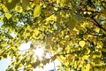 Summer sunlight breaks through the branches.