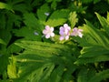 Summer: sunlit pink campion wildflowers - h