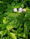 Summer: sunlit pink campion wildflowers - v