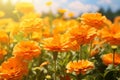 Summer sunny background with orange marigold flowers