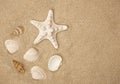 Summer sunny beach. Close up of seashells on the sand Royalty Free Stock Photo