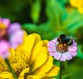 A bumblebee sits on a pink zinnia flower. Royalty Free Stock Photo