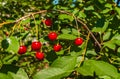 Summer sunny day.Cherry branch with hanging ripe red berries.