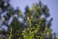 The goldfinch bird looks at you with curiosity from the branches of a tree.