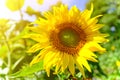 summer sunny day in a field with sunflowers. beautiful head of a bright sunflower in the rays of the sun Royalty Free Stock Photo