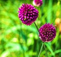 Summer sunny day.Flowering decorative round onion.A bee on a flower collects nectar.The background is blurry. Royalty Free Stock Photo