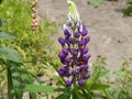 summer in the garden flowers plant delphinium purple beautiful