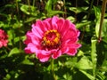 Summer sunny day. Honeybee on zinnia flower.