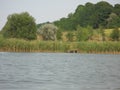 Green shore of a large pond