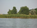 Green shore of a large pond