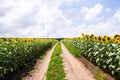 Blooming sunflower field