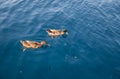 Summer sunny day two wild ducks swimming and eating the bread in the Aponisos bay, Agistri island, Saronic gulf, Greece Royalty Free Stock Photo