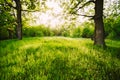 Summer Sunny Deciduous Forest Trees And Green Grass. Nature, Woo Royalty Free Stock Photo