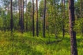 Summer sunny evening in the pine forest