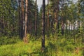 Summer sunny evening in the pine forest