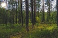 Summer sunny evening in the pine forest