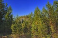 Summer sunny evening in the pine forest