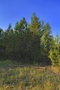 Summer sunny evening in the pine forest