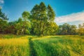 Summer Sunny Forest Trees, Green Grass, Lane, Path, Pathway. Nature Wood Sunlight. Royalty Free Stock Photo