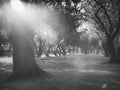 Summer Sunny Forest Trees and Green Grass. Nature Wood Sunlight Background Royalty Free Stock Photo