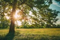 Summer Sunny Forest Trees And Green Grass. Nature Wood Sunlight Royalty Free Stock Photo