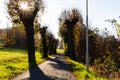 Summer Sunny Forest Trees And Green Grass. Nature Wood Sunlight Background. Instant Toned Image Royalty Free Stock Photo