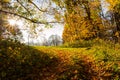 Summer Sunny Forest Trees And Green Grass. Nature Wood Sunlight Background. Instant Toned Image Royalty Free Stock Photo