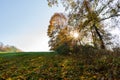 Summer Sunny Forest Trees And Green Grass. Nature Wood Sunlight Background. Instant Toned Image Royalty Free Stock Photo