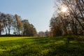 Summer Sunny Forest Trees And Green Grass. Nature Wood Sunlight Background. Instant Toned Image Royalty Free Stock Photo