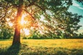 Summer Sunny Forest Trees And Green Grass. Nature Wood Sunlight Background. Instant Toned Image Royalty Free Stock Photo