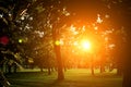 Summer Sunny Forest Trees And Green Grass. Nature Wood Sunlight Background. Instant Toned Image with colorfu lens flares. Royalty Free Stock Photo