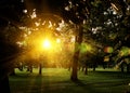 Summer Sunny Forest Trees And Green Grass. Nature Wood Sunlight Background. Instant Toned Image with colorfu lens flares. Royalty Free Stock Photo