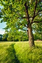 Summer Sunny Forest Trees And Green Grass. Nature Wood Sunlight Background. Instant Toned Image Royalty Free Stock Photo