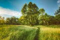 Summer Sunny Forest Trees And Green Grass. Nature Wood Sunlight Background. Instant Toned Image Royalty Free Stock Photo