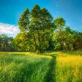 Summer Sunny Forest Trees And Green Grass. Nature Wood Sunlight Background. Instant Toned Image Royalty Free Stock Photo