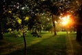 Summer Sunny Forest Trees And Green Grass. Nature Wood Sunlight Background. Instant Toned Image